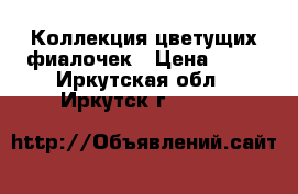 Коллекция цветущих фиалочек › Цена ­ 80 - Иркутская обл., Иркутск г.  »    